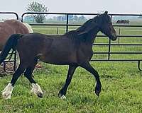 sabino-chrome-feathers-pony