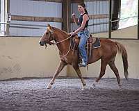 in-training-welsh-pony