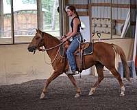quality-welsh-pony