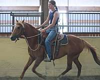 section-b-horse