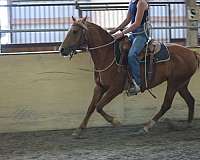 section-b-welsh-horse