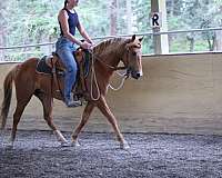 gaits-filly
