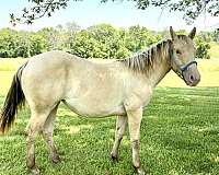 champagne-yearling-quarter-horse