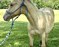 awesome-whiskey-quarter-horse