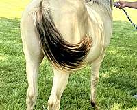 dun-horses-quarter