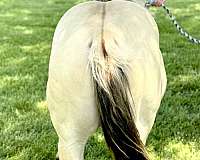 champagne-yearling-horse