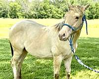 awesome-whiskey-horse