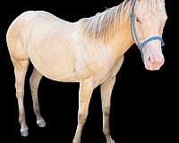 dun-horses