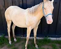 champagne-yearling-filly