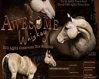 awesome-whiskey-filly-yearling