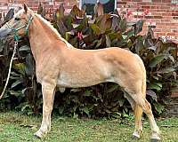 palomino-haflinger-mare
