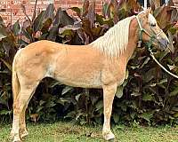 palomino-mare-for-sale