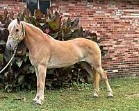 14-hand-haflinger-mare