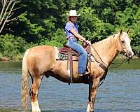 athletic-paint-horse