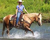 ranch-paint-horse