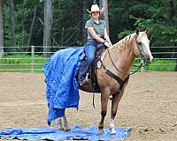 ranch-versatility-paint-horse