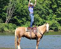 roping-paint-horse