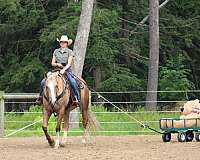 show-paint-horse