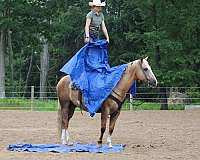 western-riding-paint-horse
