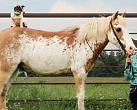 11-hand-overo-pony