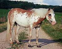 all-around-pony