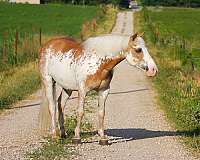 athletic-pony