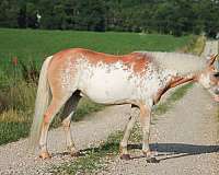 flashy-pony