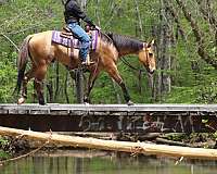 beginner-quarter-pony
