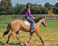 ranch-quarter-pony