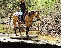 ranch-versatility-quarter-pony