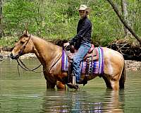 husband-safe-quarter-pony