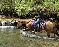 ranch-work-quarter-pony