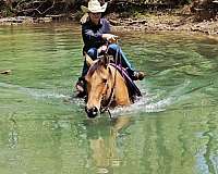 ridden-english-quarter-pony
