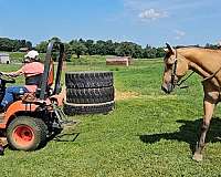show-quarter-pony