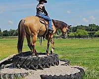 trail-quarter-pony