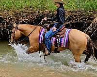ridden-western-quarter-pony