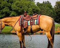 working-cattle-quarter-pony