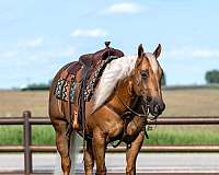 calf-roping-quarter-horse