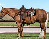 athletic-quarter-horse