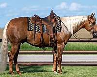 flashy-quarter-horse