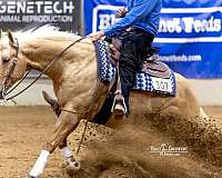 husband-safe-quarter-horse