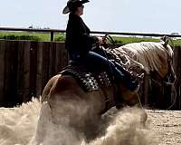 performance-quarter-horse