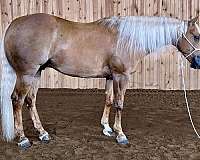 ranch-quarter-horse