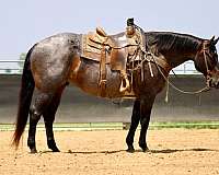 beginner-quarter-horse