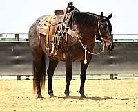 flashy-quarter-horse