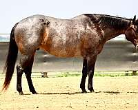 husband-safe-quarter-horse