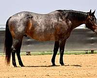 kid-safe-quarter-horse