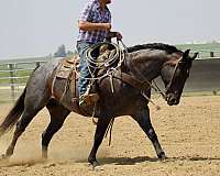 performance-quarter-horse