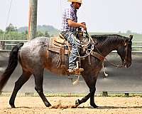 ranch-quarter-horse