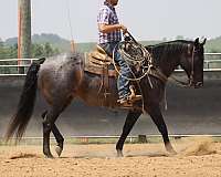 ranch-versatility-quarter-horse